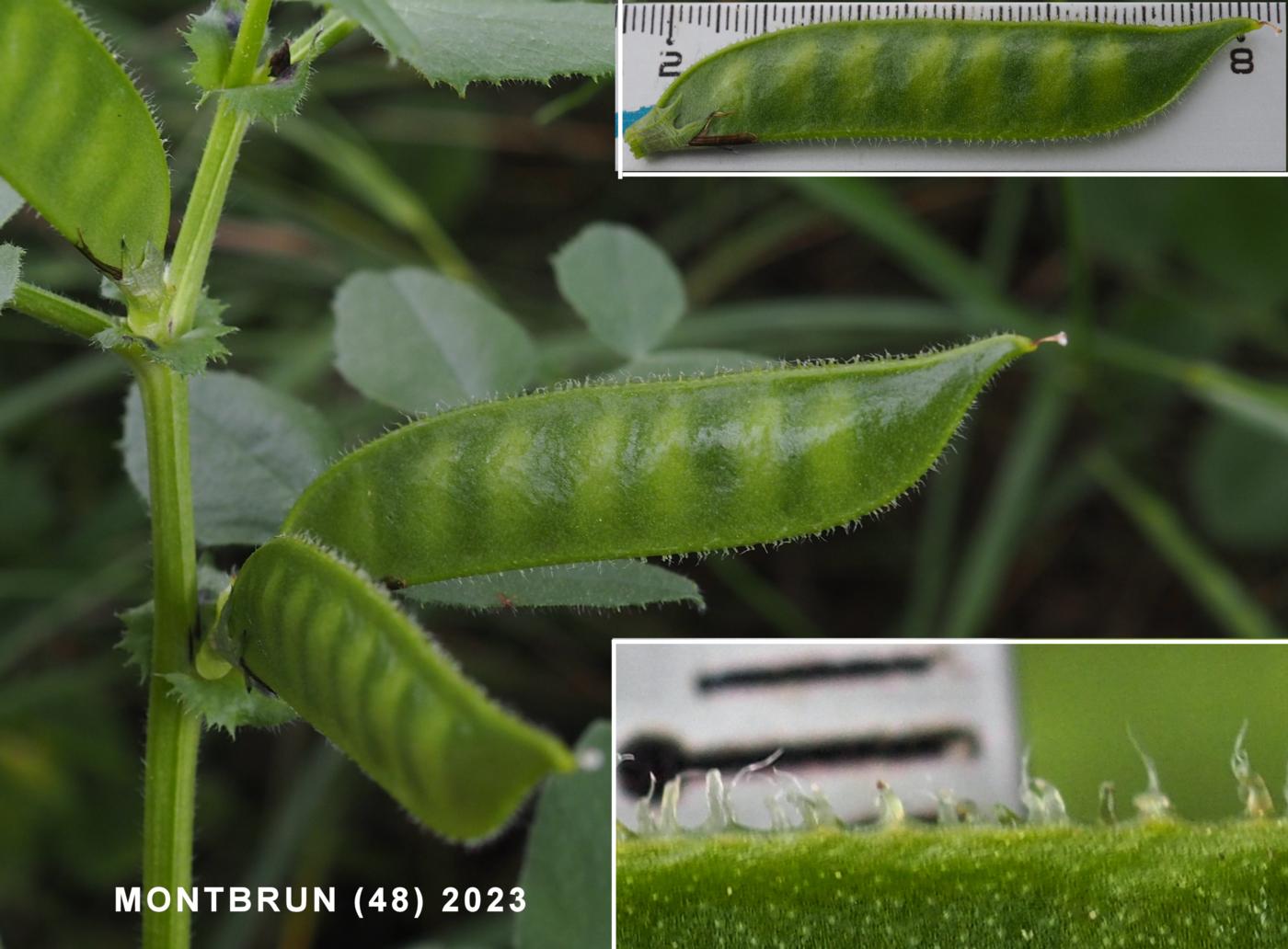 Vetch, Toothed fruit